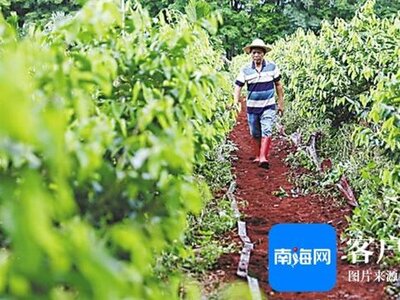 张世忠｜琼岛种香人