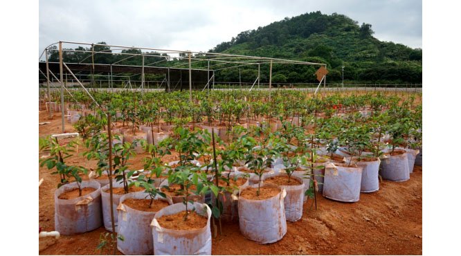 广东茂名电白掀起奇楠嫁接种植热，是炒作还是新产业？