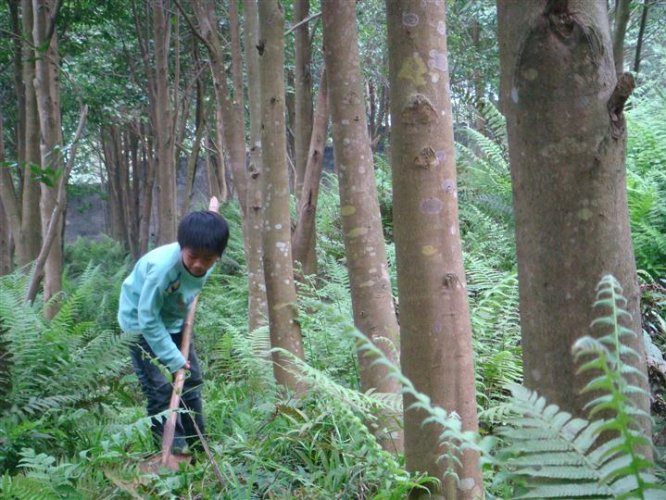 什么是白木香？白木香种植市场前景如何？