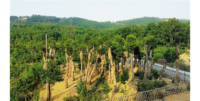 沉香产业脱贫示范幸福村居