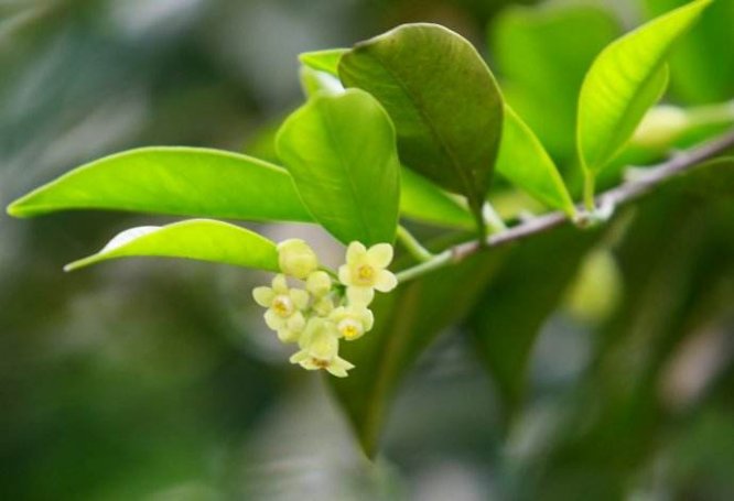 春天又回来了4月到东莞寮步赏莞香花正当时