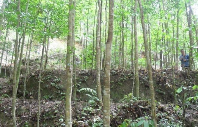 广东化州平定种植沉香成了当地群众奔康致富的重要途径之一