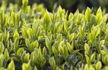 绿茶、白茶、黄茶、黑茶、青茶、红茶，中国6大茶类这下全看懂了