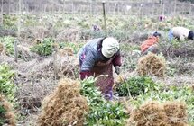 贵州金沙壮大茶产业助力乡村振兴