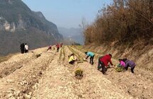 不负好春光！种茶正当时！