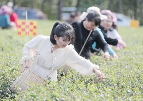 　　广垦职工在雄鸥生态茶园采摘春茶。　李忠　摄