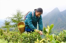 做好“名片茶”富裕一方百姓——芦山县茶产业发展扫描