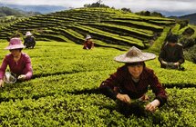 传统与现代碰撞 泰顺茶产业振兴注入“新”味道