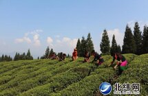 高山云雾出好茶产业兴旺村民富——荥经茶产业发展纪实