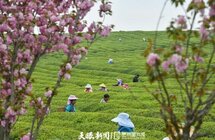 安顺西秀区：茶产业助力乡村振兴