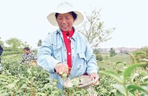 新洲旧街茶产业“采”出幸福生活