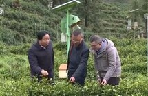 全国茶产区正持续推动茶产业升级提质 科技赋能茶产业力度进一步加大