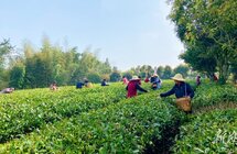 湘乡｜清明节前茶飘香 茶农采摘忙