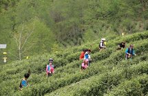 又到平武采茶季 茶农增收笑开颜