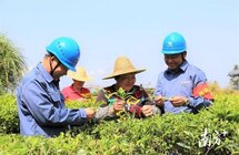 南方电网广东梅州供电局：“电保姆”贴心服务助茶忙