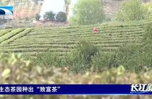 荆门｜生态茶园种出"致富茶”