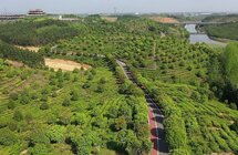 咸安黄荆塘村｜绿色茶山成村民致富金山