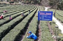 建始窑场村｜春茶采摘正当时 有机种植不负民