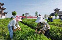 黎平县｜采茶技能竞赛促茶产业提质增效