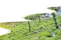 大理州南涧县推进茶产业绿色发展