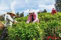 武夷山近15万亩茶园大面积开采