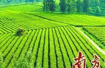 17万亩茶园全面开采 “明前茶”抢“鲜”上市