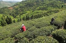 镇宁茅草村｜茶山铺翠绿 农户鼓荷包