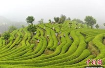 福建｜进入春茶采摘季 茶农“喊山祭茶”