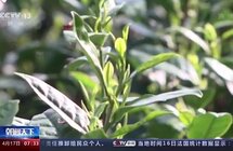 御花葆蕾拾琼芽 共采之？