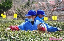 青岛云雾茶场有机春茶开采 十八年坚持有机茶认证