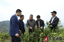 张曙光｜调研江华茶产业发展