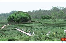 柏塘镇｜打造大湾区首个茶文旅融合综合体项目