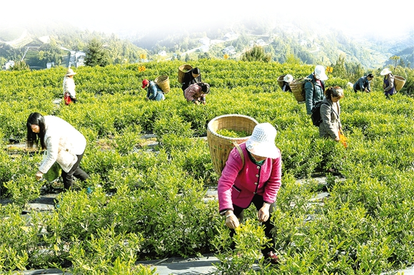 茶农正在采茶。通讯员 谢国邦 摄