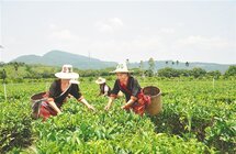 白沙｜依托生态优势发展有机茶产业助推乡村振兴