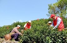 徽州区｜统筹茶季生产和疫情防控 促进茶产业平稳发展