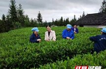 新化｜省科技特派员传授茶叶新技术 助力茶产业发展