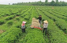 岑巩县天马镇｜生产机械化 促进茶产业增效茶农增收