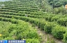 践行“两山”理论 茶产业助推老区振兴