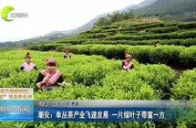 潮安｜单丛茶产业飞速发展 一片绿叶子带富一方