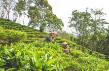 五指山市水满乡毛纳村牢记殷切嘱托，经营好茶产业和大力发展生态旅游业