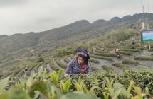 上城·剑阁聚力茶产业协作 打造乡村振兴实践样板