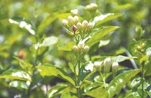 由“福州茉莉花与茶文化系统”看农业文化遗产保护