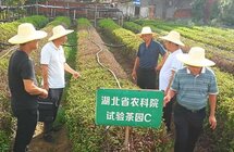 省市专家组到浠水县调研指导茶产业抗旱救灾暨茶园试验工作