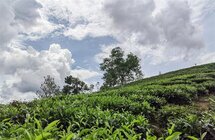 普洱江城｜茶产业提质增效 走好乡村振兴“茶之路”