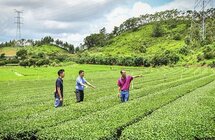 惠来侨园镇｜做大做强主导产业茶产业助推乡村振兴