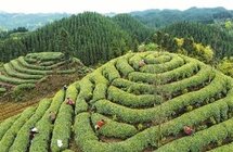 千年蒙山一叶茶 四川省雅安市蒙顶山