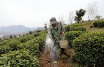 湖北竹山｜振兴路上茶“飘香”