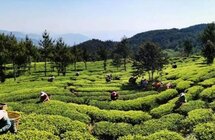 云南双柏｜茶叶变“茶业” 茶山变“金山”