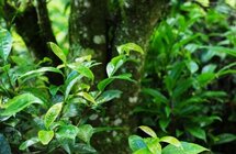 马关县卡上村｜以“茶文化”带动“茶经济”